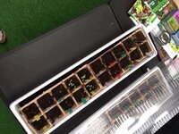 tiny seedlings.JPG