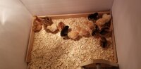 Baby Chicks Day 3   3.20.2020.jpg