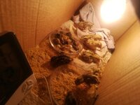 IMG_20200320_215351.jpg