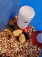 chicks.jpg