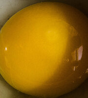 fertile?  Moonshine's egg.jpg