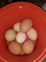 IMG_20200322_165359149.jpg