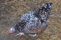 Speckled sussex.jpg