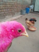 IMG_20200323_070818.jpg