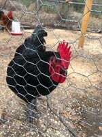 Rooster 1_David.jpg