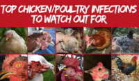Top Chicken/Poultry Infections to Watch Out For