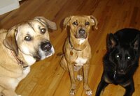 dogs.jpg