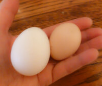 spitz-sebright eggs.jpg