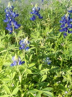 IMG_20200325_094351.jpg
