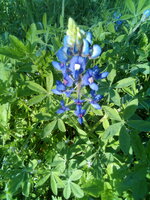 IMG_20200325_094316.jpg