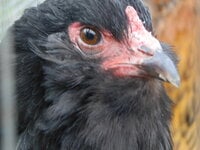 DSCN0776.JPG