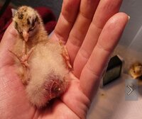 Screenshot_20200327-150949_BackYard Chickens.jpg