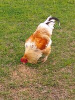 IMG_20200327_174031033.jpg