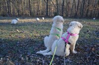 We are Guinea Guarding (in training).jpg