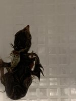 803D86DF-B2E8-4477-A2A6-3271DD85E875.jpeg
