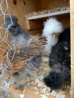 9.5WeekSilkies.jpg