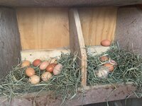 Eggs.jpg