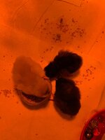 LayerPullets.jpg