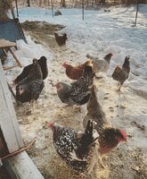 Adultflock.jpg