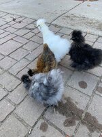 silkies2.jpg