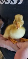 Pekin 1.jpg
