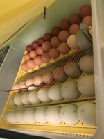 AE05D1FC-AD63-4471-A946-F4083693CAE3.jpeg