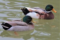IMG_0258.jpg