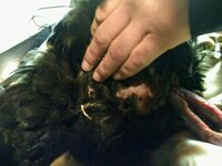 IMG_20200330_115703524.jpg