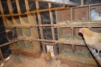 18 nesting boxes main coop.jpg