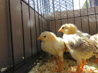 10 day old chicks Saipans or Aseels.JPG