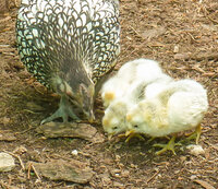 hen w chicks.jpg