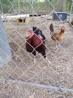 IMG_20200331_132822523.jpg