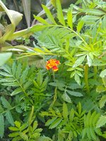 IMG_20200401_094016020.jpg