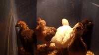 chickens at 3 weeks.JPG