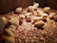 chicks 4-2-20.jpg