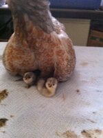 canna and 2 chicks.JPG