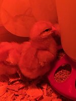 Days old 2020 Chick Pics 2.jpg