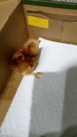 20200402_205903_1.gif