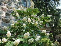 oakleaf_hydrangea.JPG