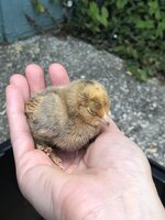 My Experience Raising Baby Chicks