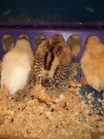 Chick ID.jpg