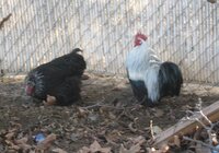 Birchin Cochin Bantams (2).JPG