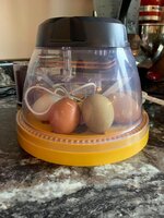 eggs2.jpg