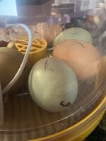 eggs4.jpg