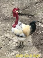 08685424-25D3-448F-9261-47C6E4954E49.jpeg