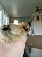 Brahmalot - Hi all, I have some Silver Partridge/Blue Silver Partridge  Brahma chicks available for sale. Day old/week old - R80 each (unsexed)  They are from top quality, purebred parent stock (rung