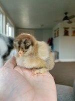 Brahmalot - Hi all, I have some Silver Partridge/Blue Silver Partridge  Brahma chicks available for sale. Day old/week old - R80 each (unsexed)  They are from top quality, purebred parent stock (rung