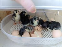 couple hours old.jpg couple hours old.jpg