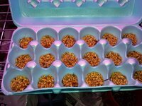 sprouts-day-03.jpg