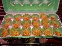 sprouts-day-06.jpg